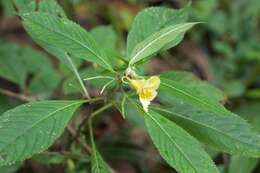 Impatiens scabrida DC. resmi