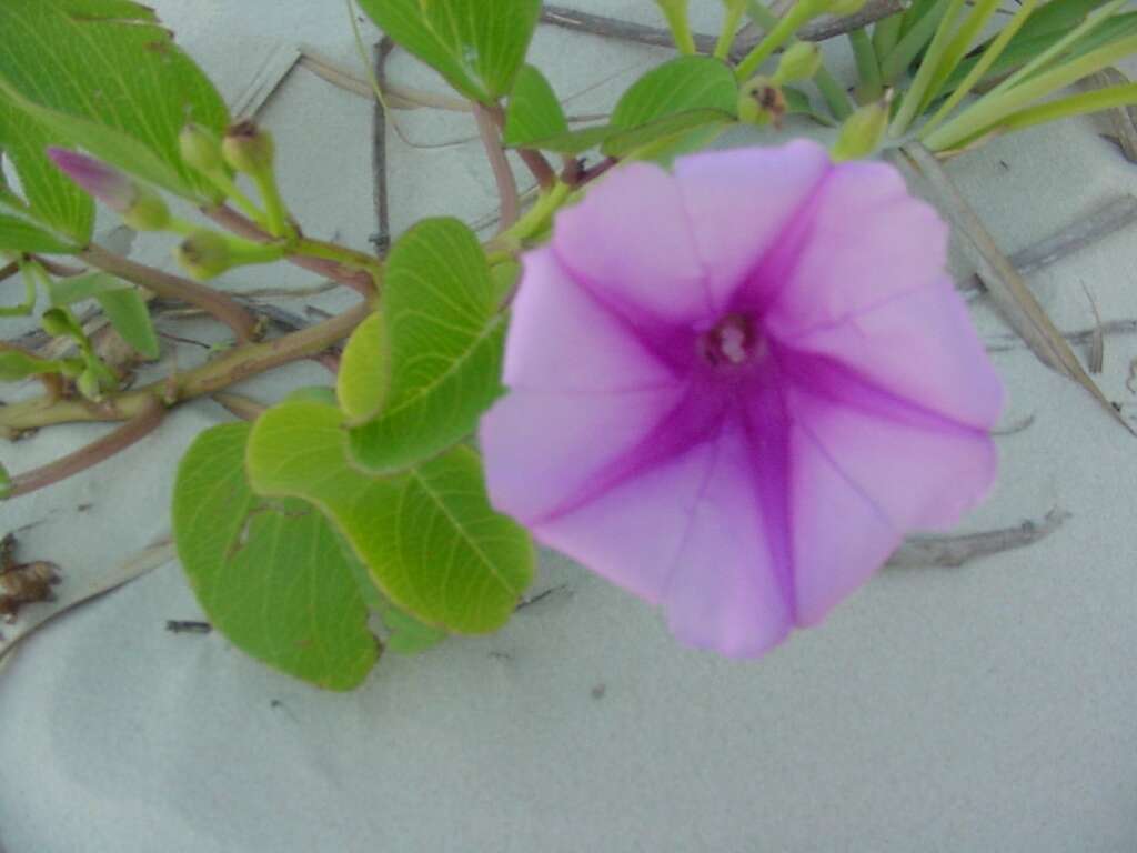 Ipomoea pes-caprae (L.) R. Brown resmi