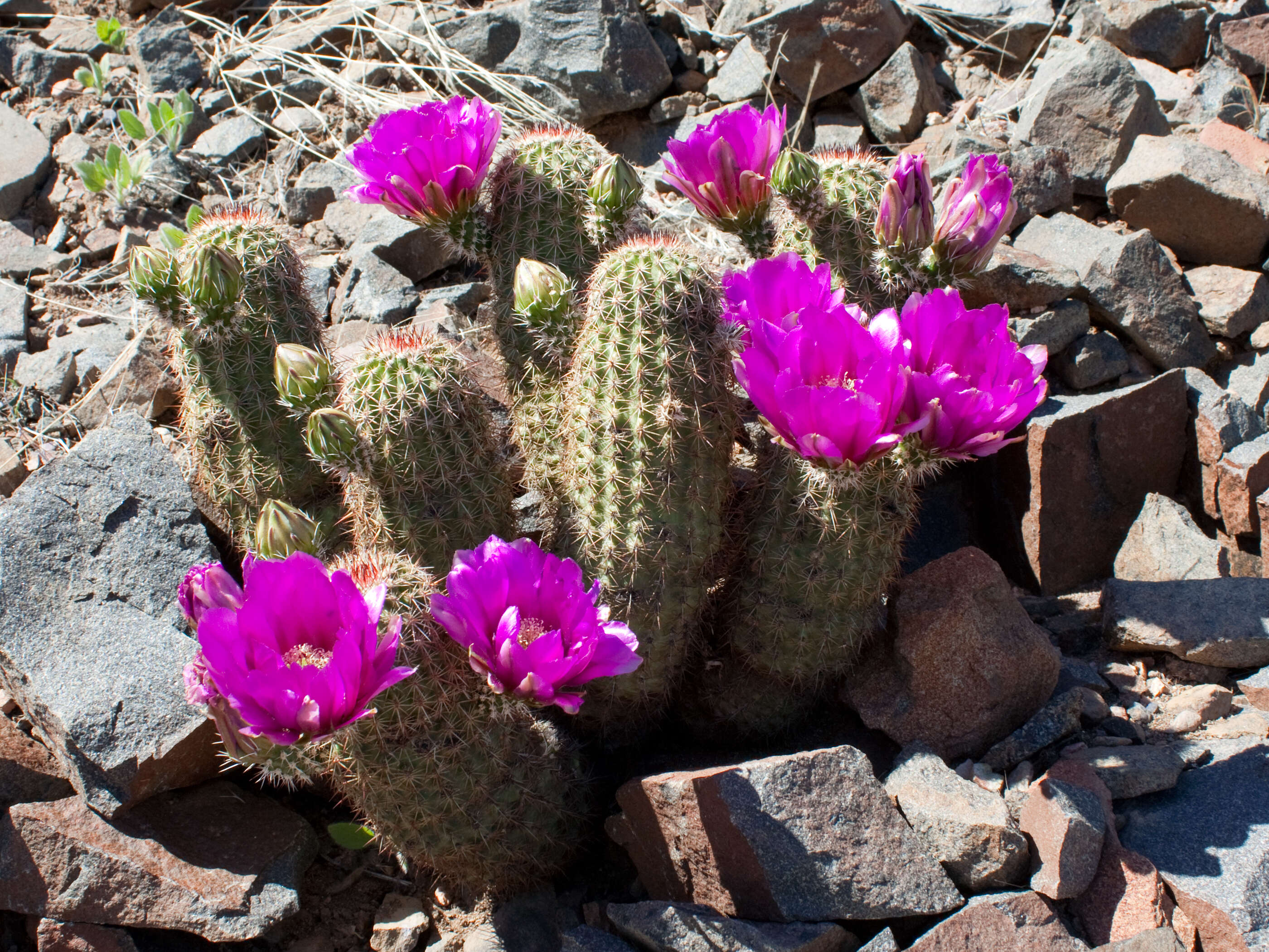 Image of pinkflower hedgehog cactus