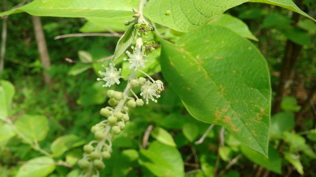 Image of Croton blanchetianus Baill.