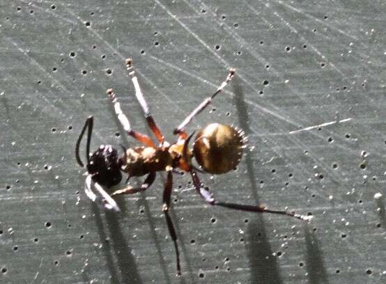 صورة Polyrhachis rufifemur Forel 1907