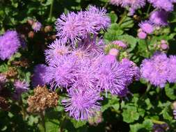 Imagem de Ageratum houstonianum Mill.