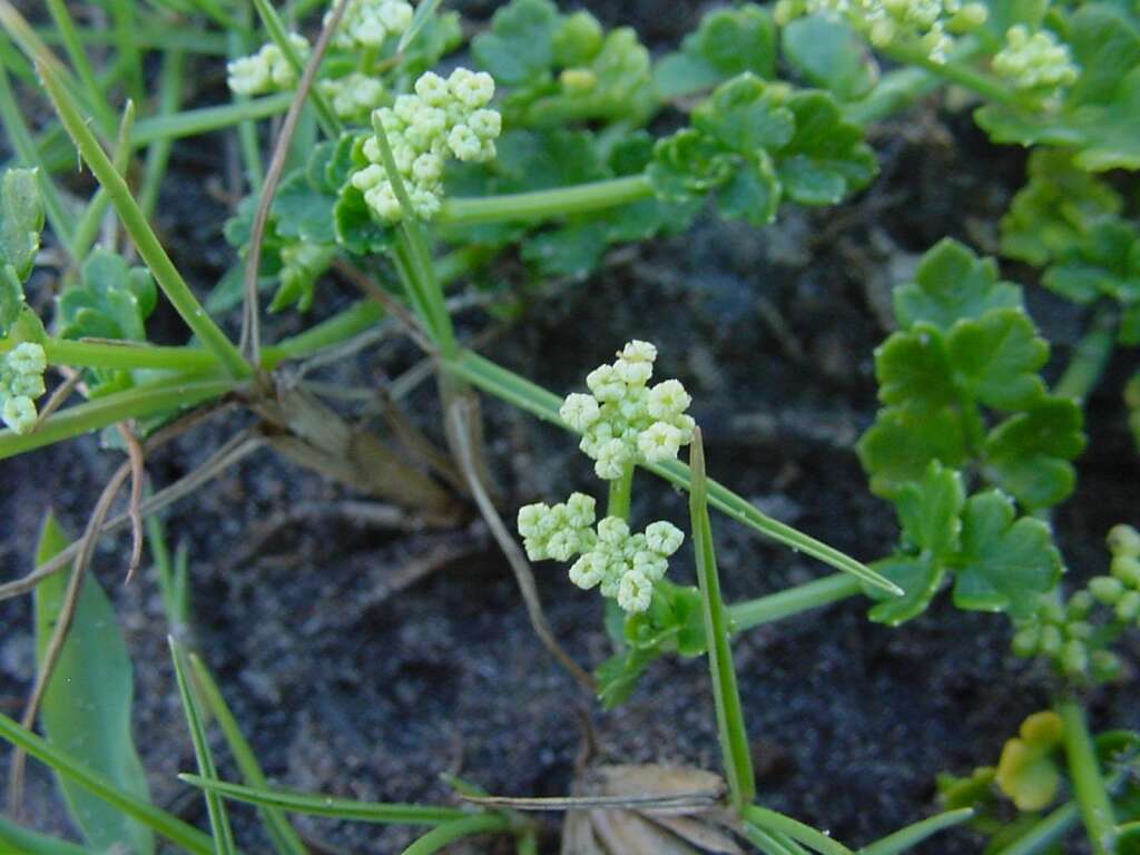 Image of prostrate marshwort