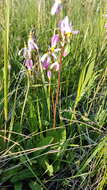 Dodecatheon pulchellum subsp. pauciflorum (Dur.) Hulten resmi