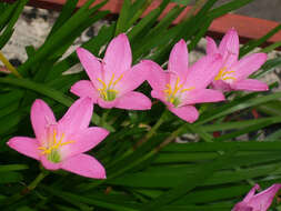 Zephyranthes rosea Lindl. resmi