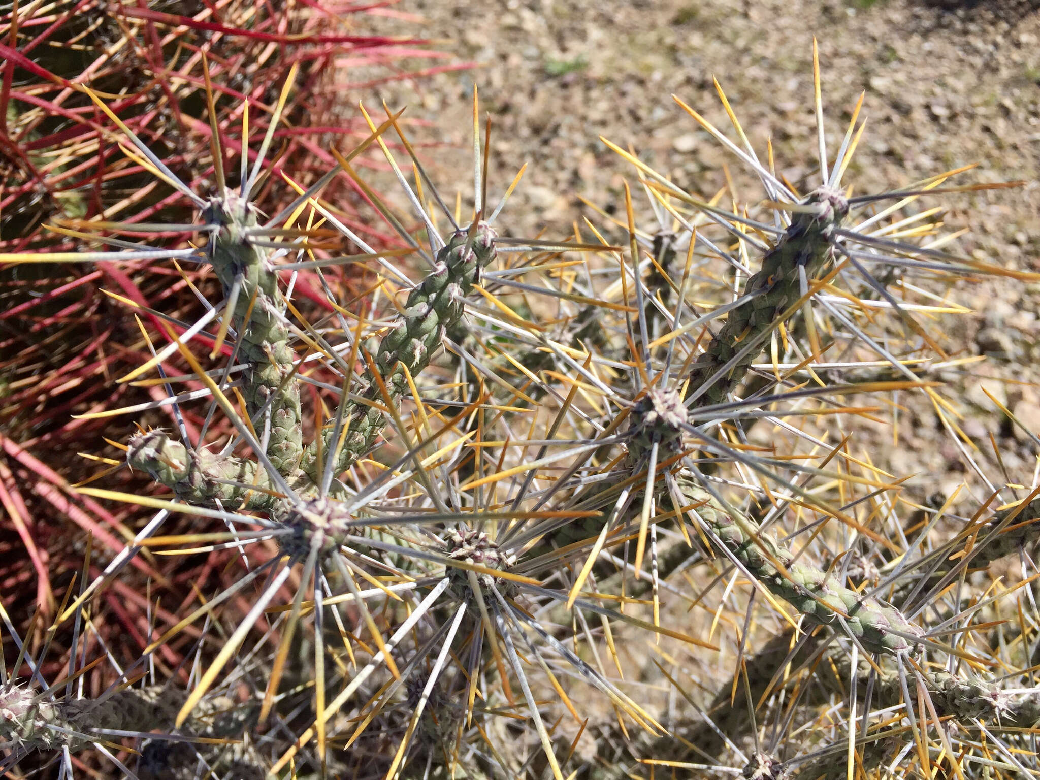 Image of branched pencil cholla