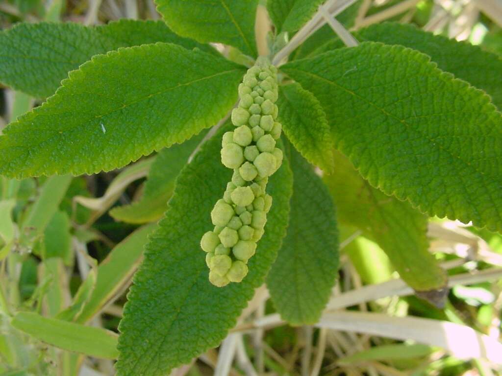 Image of black sage