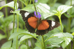 Cethosia cydippe Linnaeus 1763 resmi