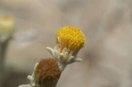 Pentanema verbascifolium subsp. heterolepis (Boiss.) resmi