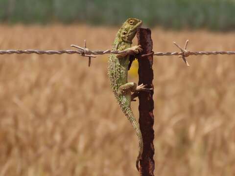 Image of Common Spiny Agama