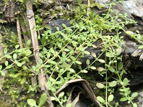 Image of Matted Water-Starwort