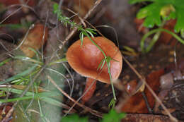 Plancia ëd Lactarius eucalypti O. K. Mill. & R. N. Hilton 1987