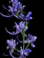 Image of Delphinium halteratum subsp. verdunense (Balbis) Graebner & Graebner fil.