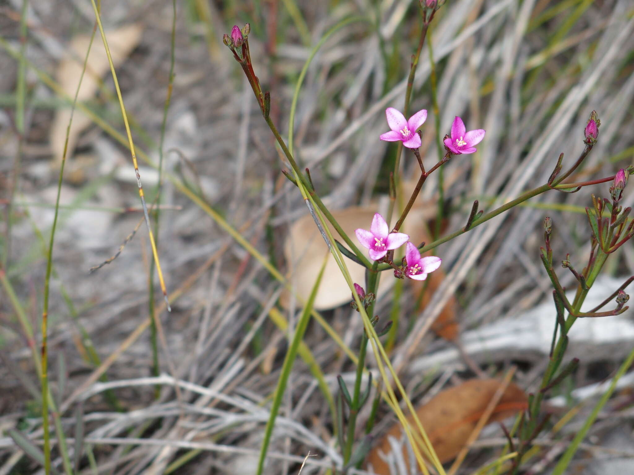 Image de Boronia nematophylla F. Müll.