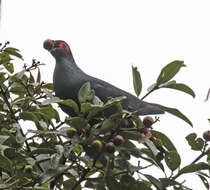 Image of blue pigeon