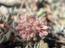 Image of sulphur-flower buckwheat