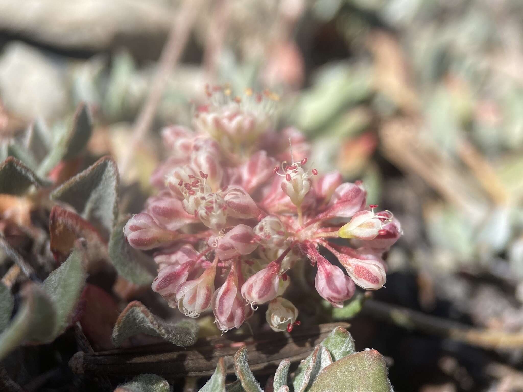 Image of sulphur-flower buckwheat