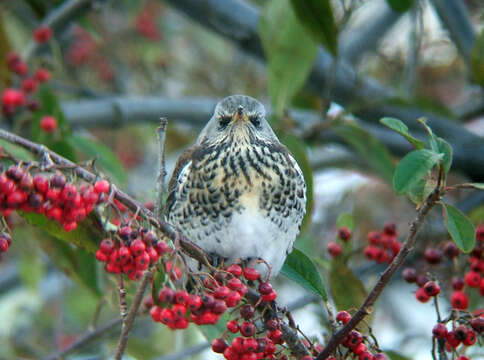 Image of Fieldfare