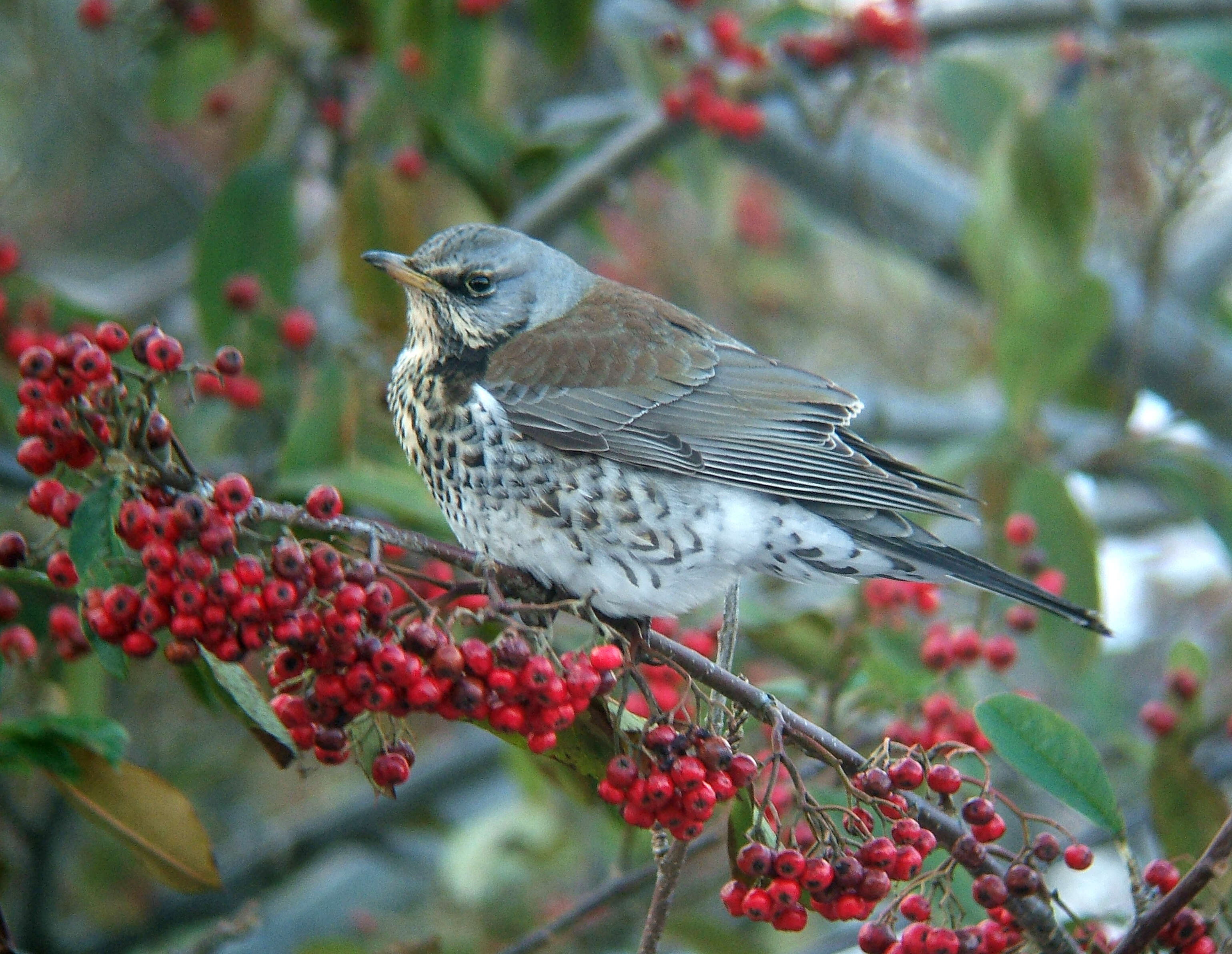 Image of Fieldfare