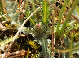 Imagem de Cirsium dissectum (L.) Hill