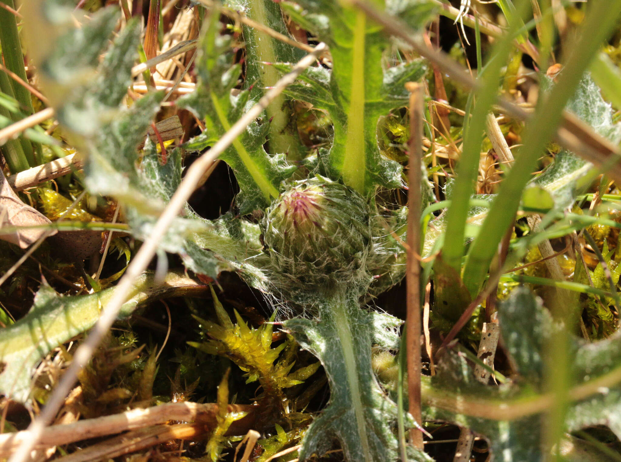 Image of meadow thistle