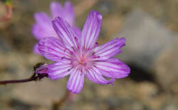 Image of Columbian lewisia