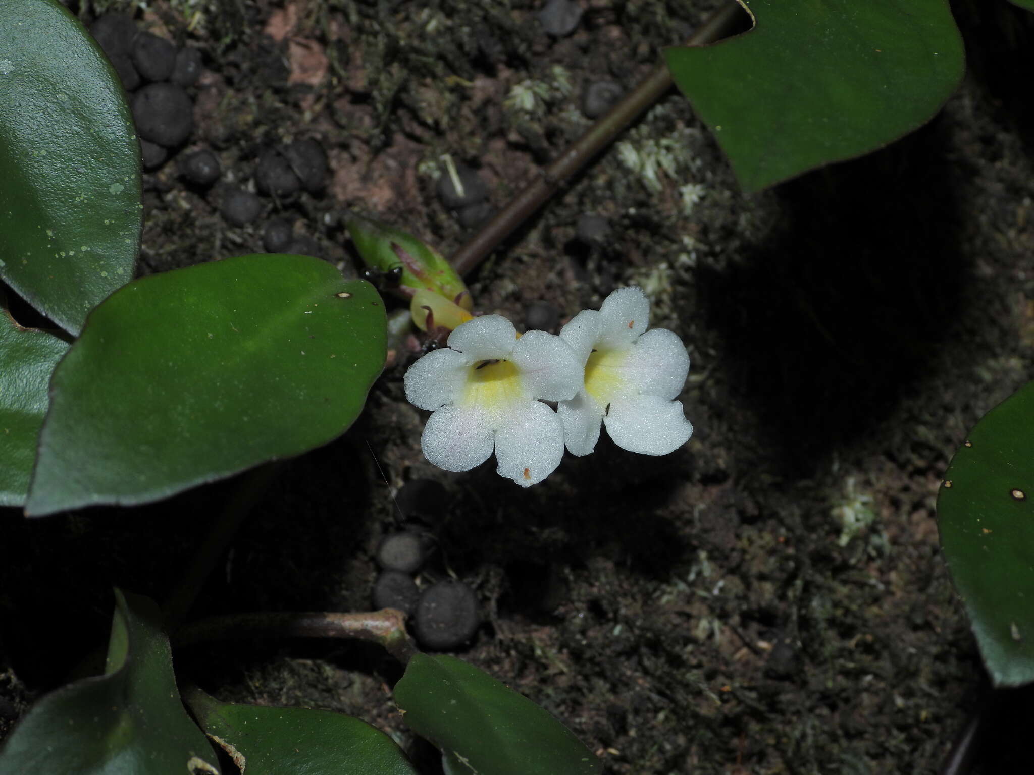 Image of <i>Codonanthopsis crassifolia</i>