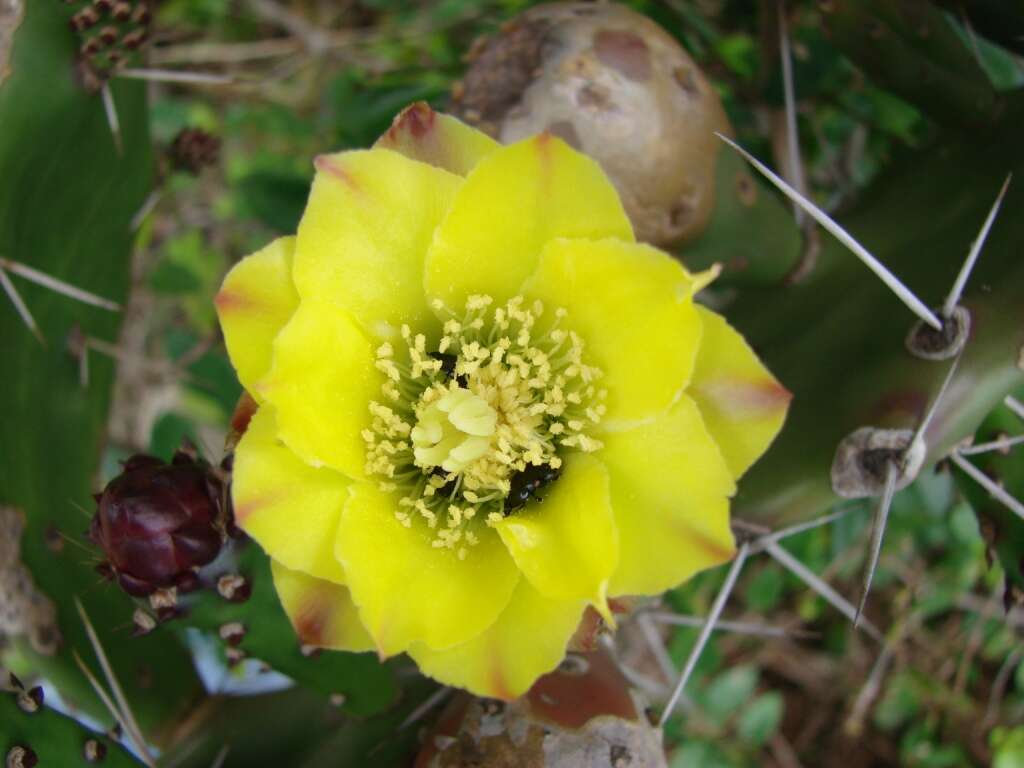 Image of Common Pricklypear