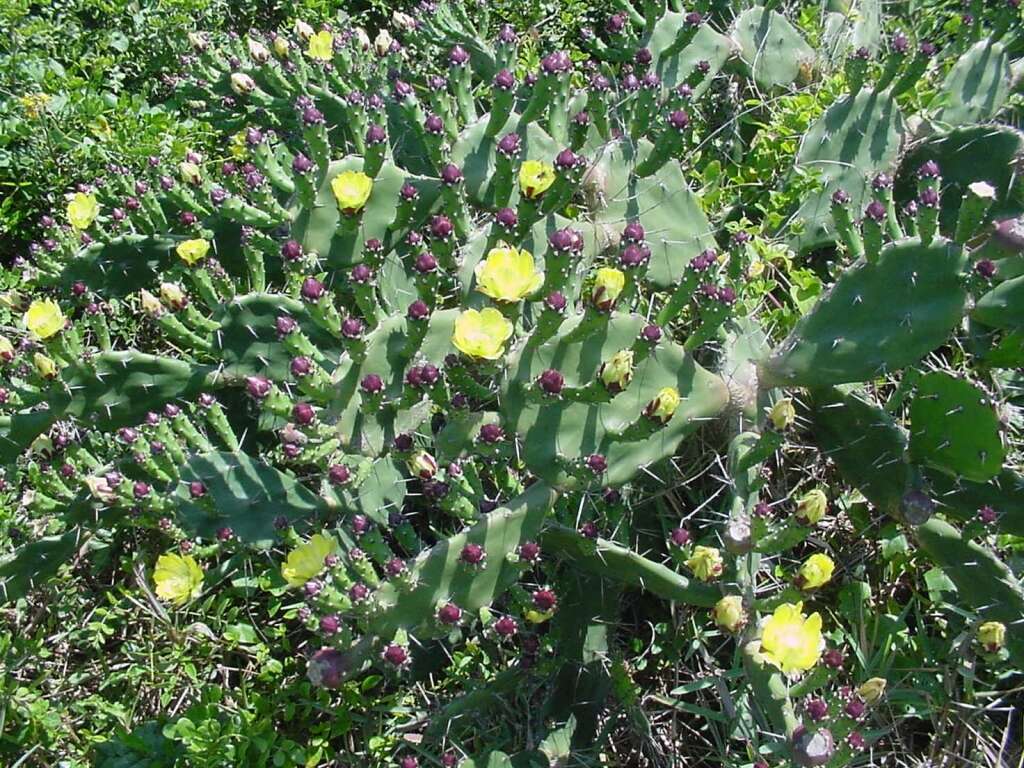 Image of Common Pricklypear