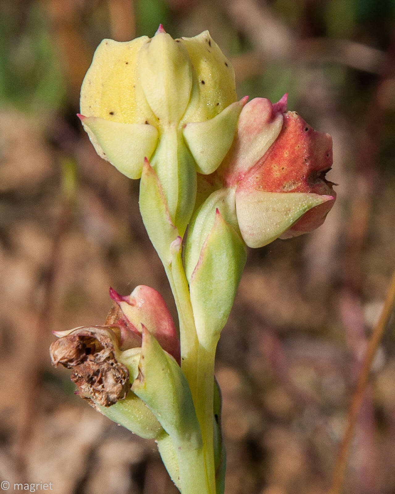 Image of Pterygodium catholicum (L.) Sw.