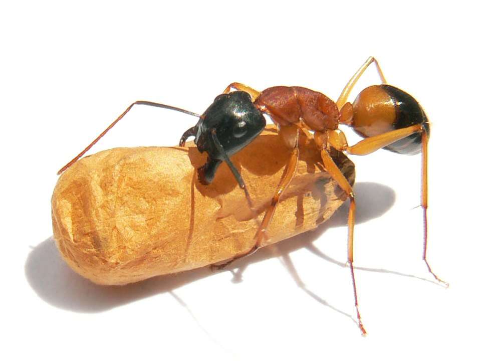 Plancia ëd Camponotus consobrinus (Erichson 1842)