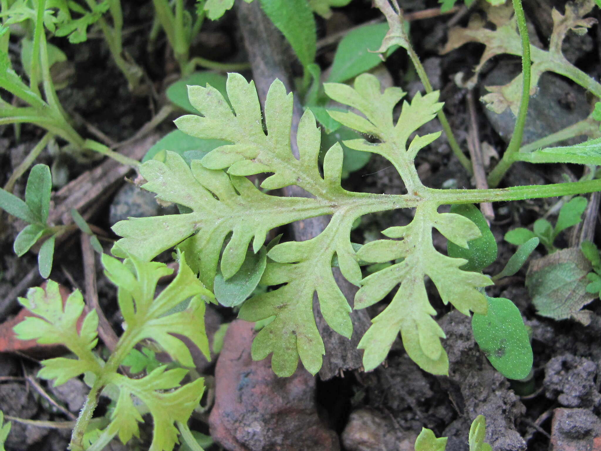 Image of Paraperonospora sulphurea (Gäum.) Constant. 1989