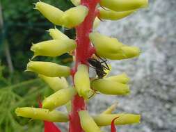 Image of nakedstem livingvase