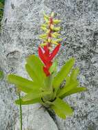 Image of nakedstem livingvase