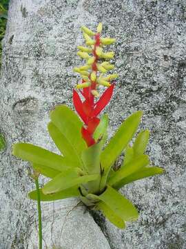 Image of nakedstem livingvase