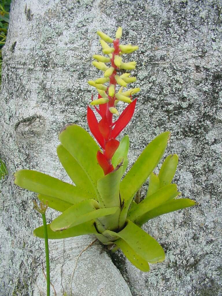 Image of nakedstem livingvase