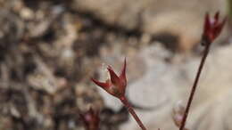 Plancia ëd Androsace elongata subsp. acuta (Greene) G. T. Robbins