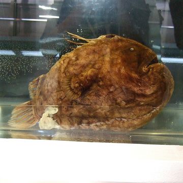 Image of Atlantic Football-Fish