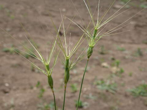 Image of Lorent's goatgrass