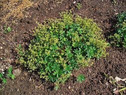 Image of Alpine Lady's-mantle