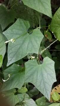 Image of Cyclanthera filiformis (Kuntze) H. Schaef. & S. S. Renner