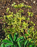 Image of Alpine Lady's-mantle