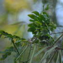 <i>Indigofera jucunda</i>的圖片