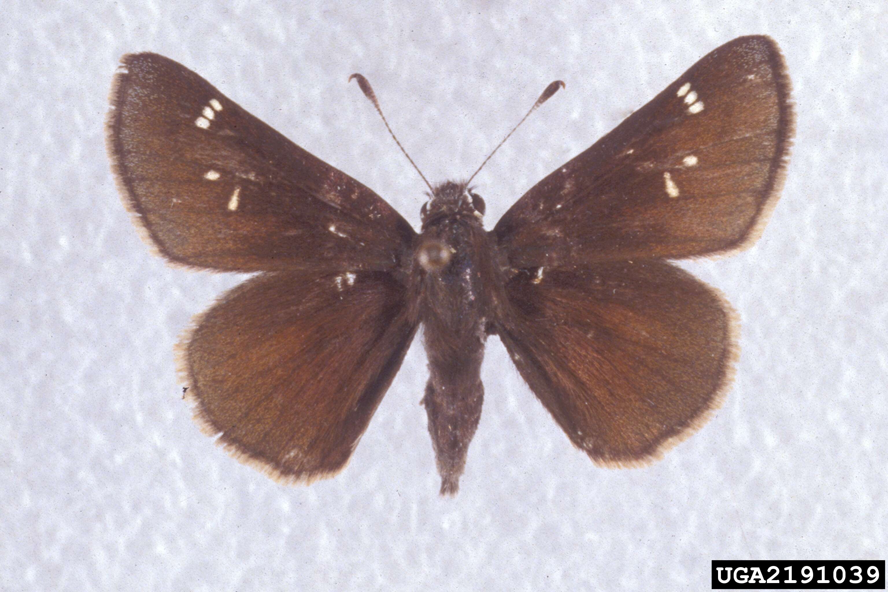 Image of Dusted Skipper