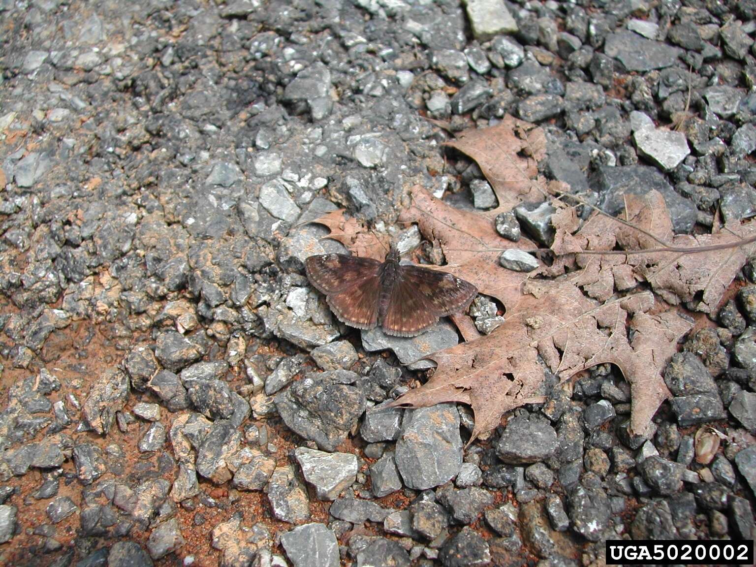 Image of Wild Indigo Duskywing