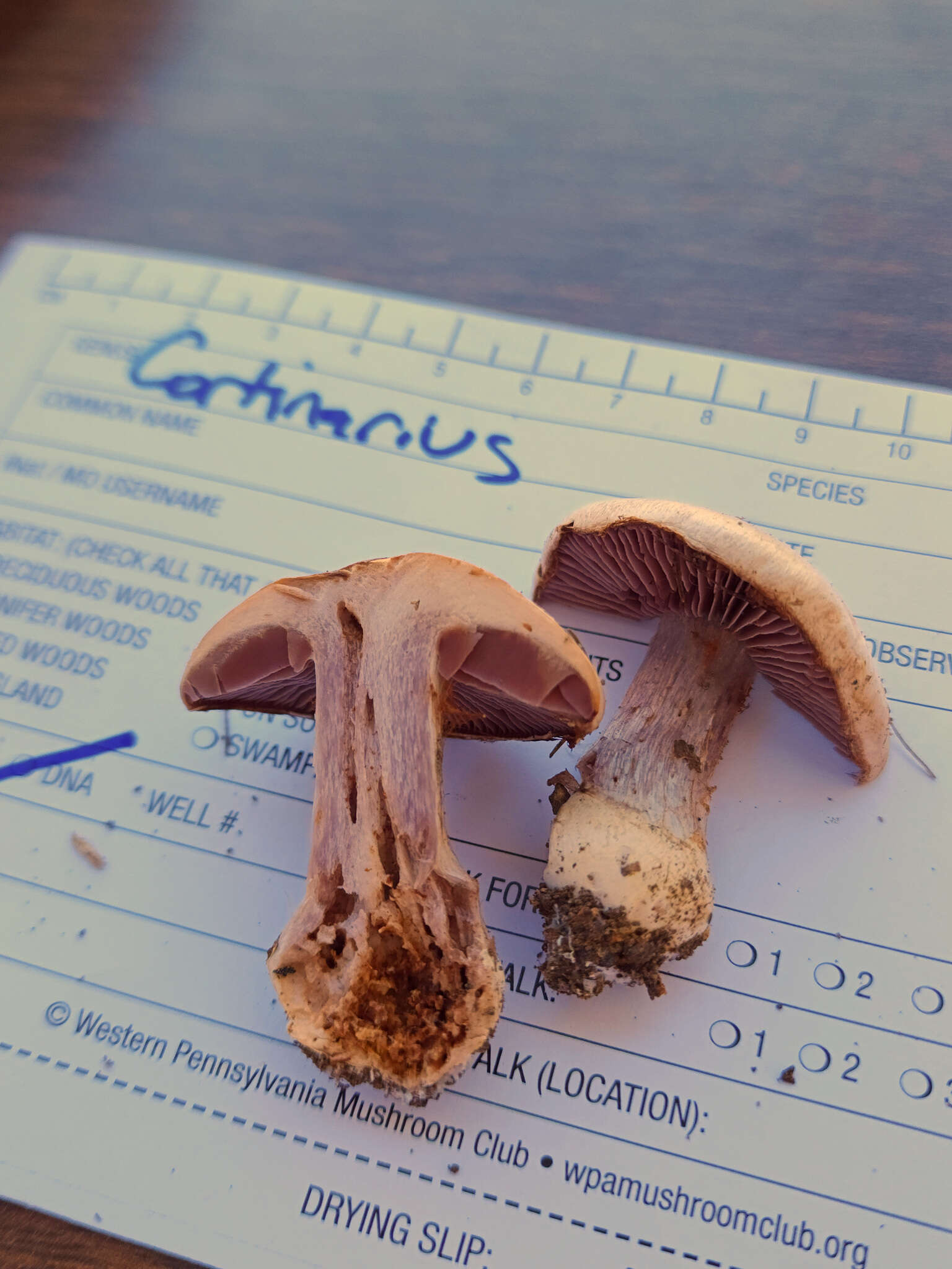 Image of Cortinarius odoritraganus