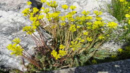 Image de Petrosedum orientale