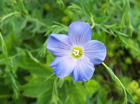 Image of Blue flax