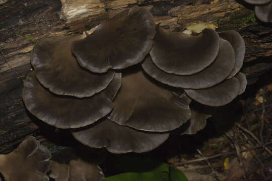 Image of Pleurotus purpureo-olivaceus (G. Stev.) Segedin, P. K. Buchanan & J. P. Wilkie 1995