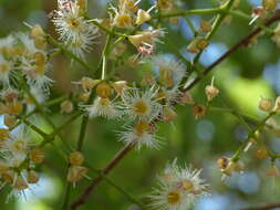 Image de Syzygium salicifolium (Wight) J. Grah.